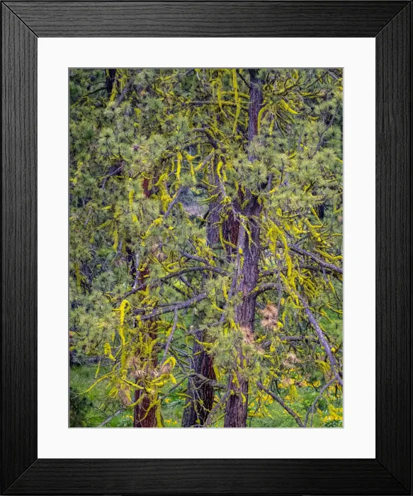 Framed Print : USA, Washington State, Table Mountain eastern Cascade Mountains yellow lichen on Ponderosa Pine