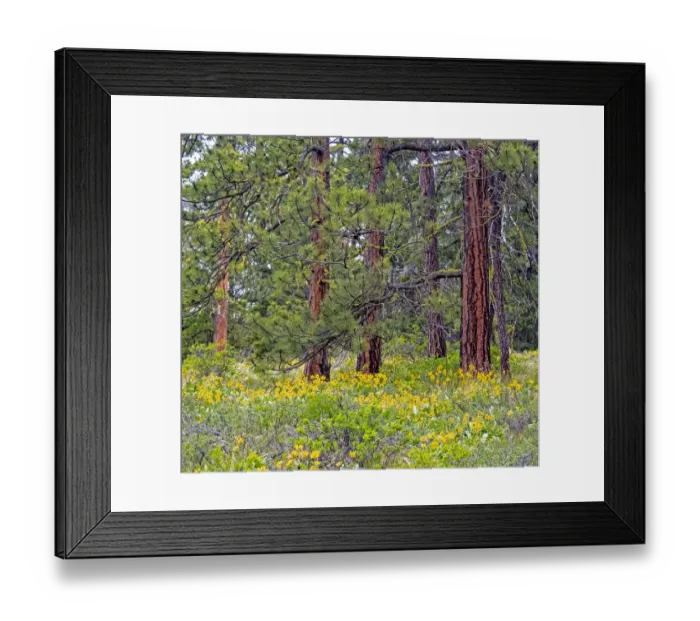 Framed Print : USA, Washington State, Table Mountain eastern Cascade Mountains Balsamroot and Lupine amongst Ponderosa Pine Framed Print : USA, Washington State, Table Mountain eastern Cascade Mountains Balsamroot and Lupine amongst Ponderosa Pine