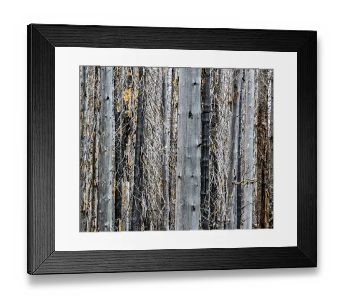 Framed Print : USA, Washington State, Table Mountain eastern Cascade Mountains forest fire effects on forest Framed Print : USA, Washington State, Table Mountain eastern Cascade Mountains forest fire effects on forest