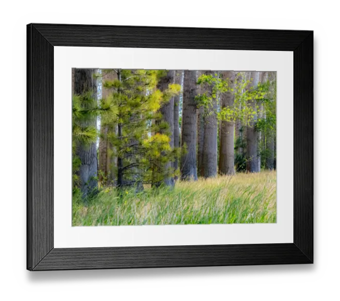 Framed Print : USA, Washington State, Othello grove of trees along Highway 26 Framed Print : USA, Washington State, Othello grove of trees along Highway 26
