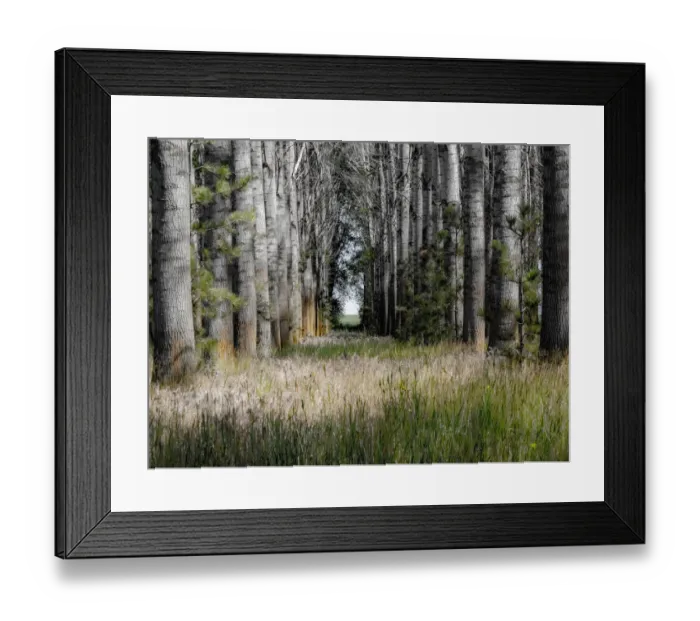 Framed Print : USA, Washington State, Othello grove of trees along Highway 26