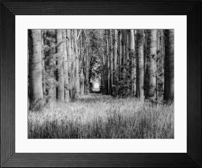 Framed Print : USA, Washington State, Othello grove of trees along Highway 26 Framed Print : USA, Washington State, Othello grove of trees along Highway 26