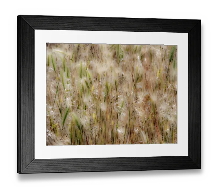 Framed Print : USA, Washington State, Benge. Dried grass seed heads