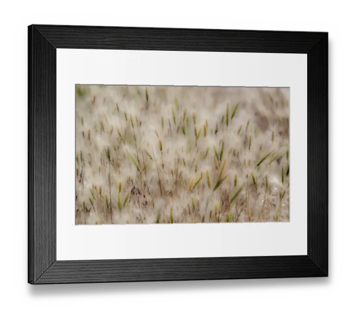 Framed Print : USA, Washington State, Benge. Dried grass seed heads Framed Print : USA, Washington State, Benge. Dried grass seed heads