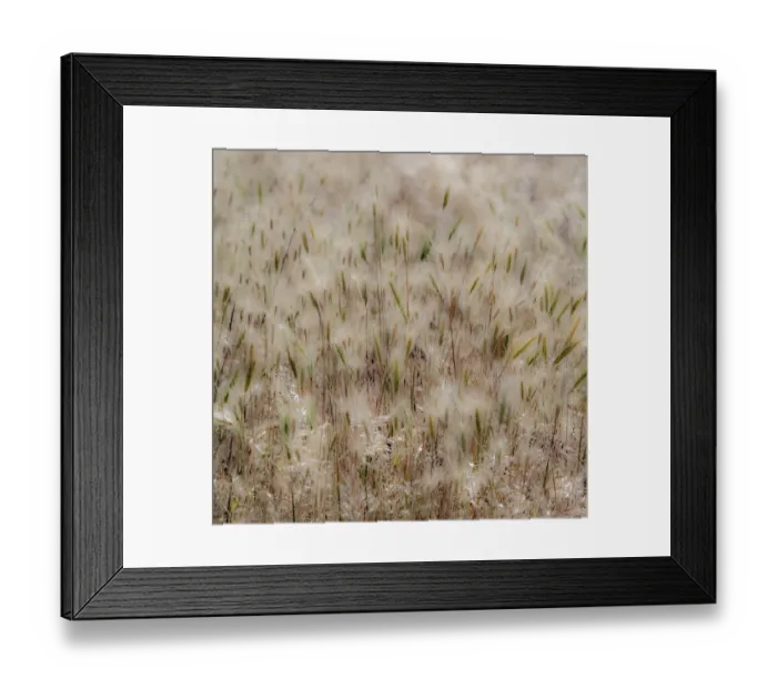 Framed Print : USA, Washington State, Benge. Dried grass seed heads Framed Print : USA, Washington State, Benge. Dried grass seed heads