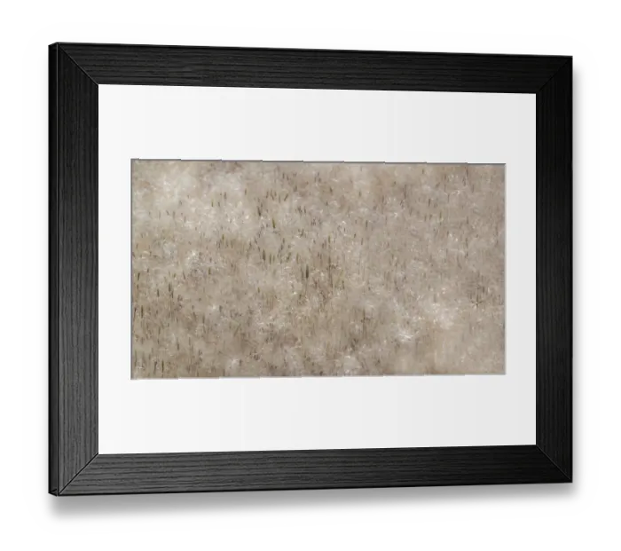 Framed Print : USA, Washington State, Benge. Dried grass seed heads Framed Print : USA, Washington State, Benge. Dried grass seed heads