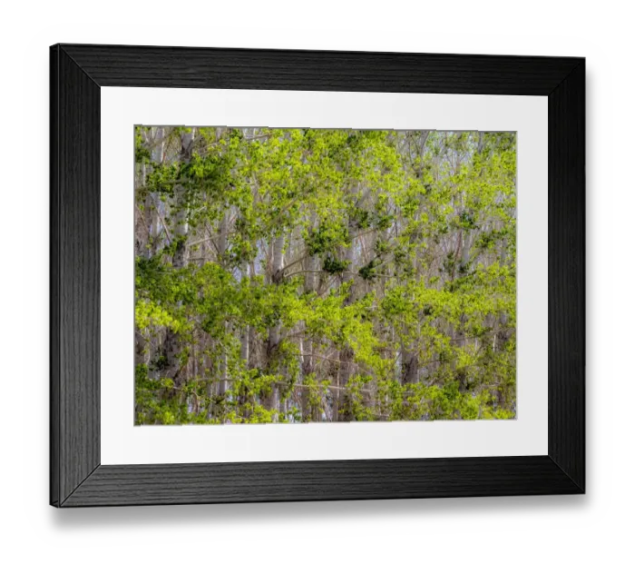 Framed Print : USA, Washington State, Othello grove of trees along Highway 26 Framed Print : USA, Washington State, Othello grove of trees along Highway 26