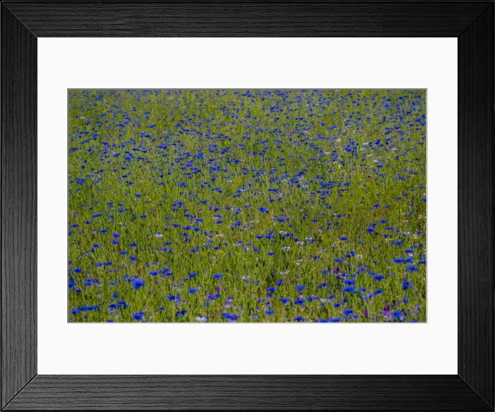 Framed Print : USA, Washington State, Palouse and field of blue bachelor buttons flowering