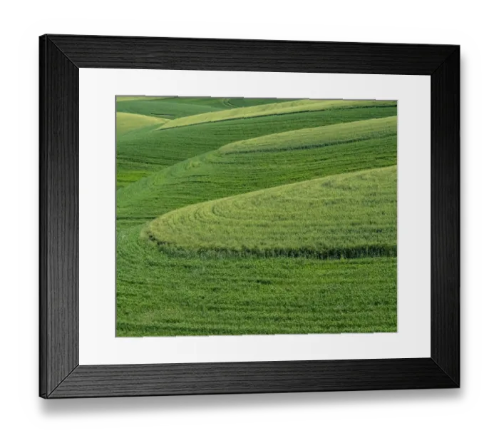 Framed Print : USA, Washington State, Eastern Washington winter and spring wheat near Endicott Framed Print : USA, Washington State, Eastern Washington winter and spring wheat near Endicott