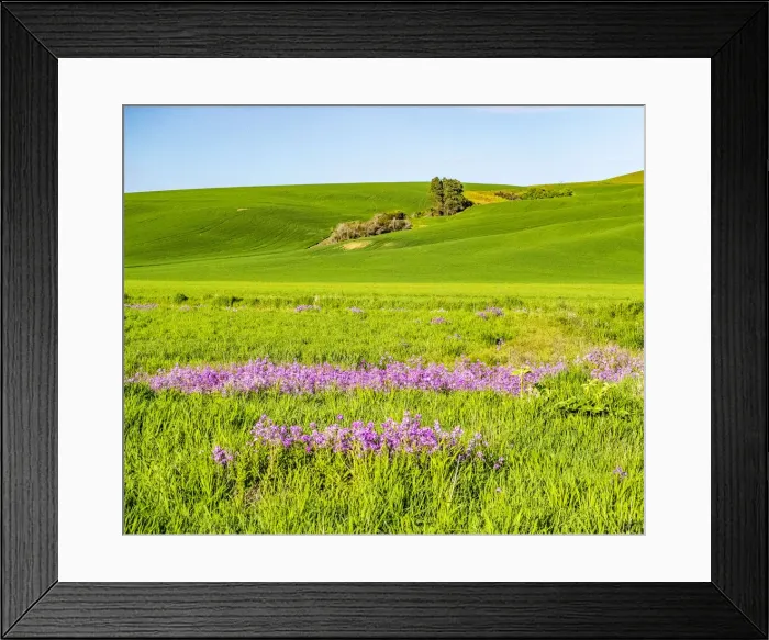Framed Print : USA, Washington State, Palouse wheat fields and dollar plant in bloom near Pulman Framed Print : USA, Washington State, Palouse wheat fields and dollar plant in bloom near Pulman