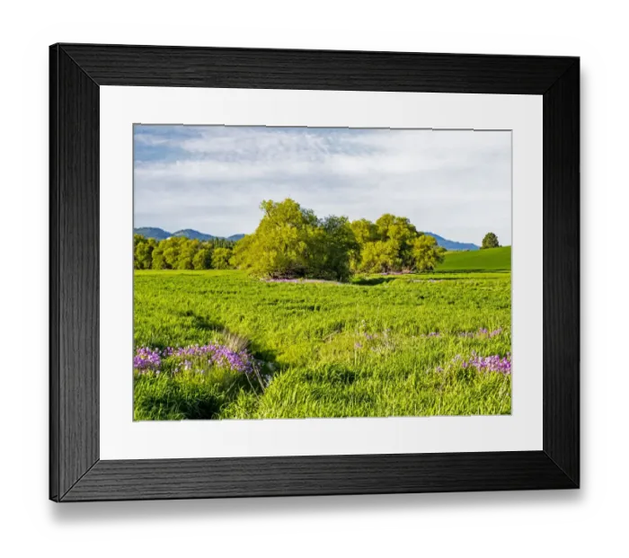 Framed Print : USA, Washington State, Palouse wheat fields and dollar plant in bloom near Pulman Framed Print : USA, Washington State, Palouse wheat fields and dollar plant in bloom near Pulman