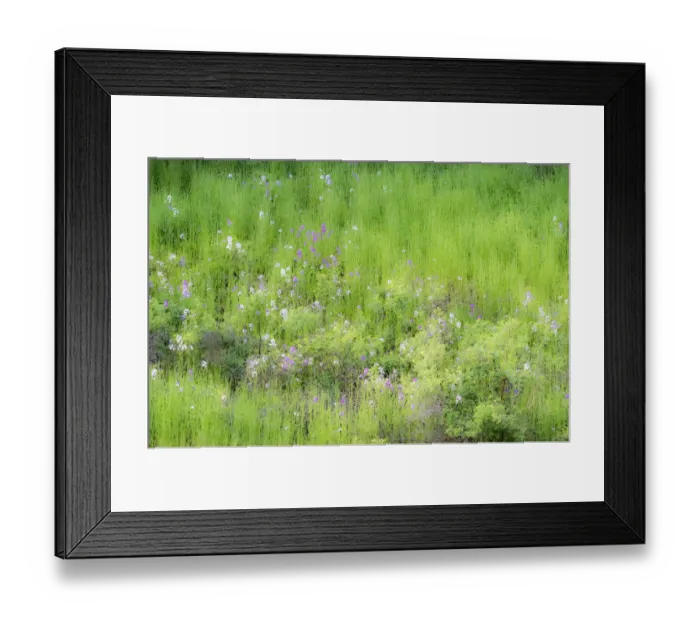 Framed Print : USA, Washington State, Palouse and hillside with green grass and Dollar Plant Framed Print : USA, Washington State, Palouse and hillside with green grass and Dollar Plant