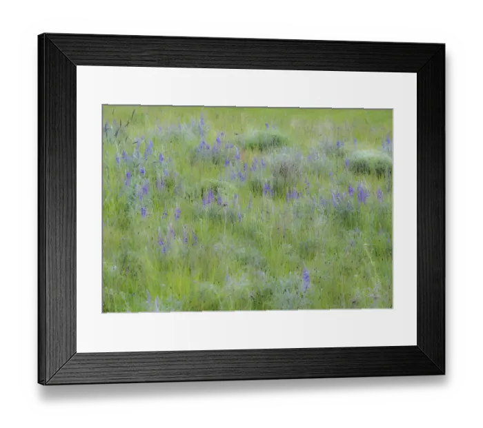Framed Print : USA, Washington State, Colfax. Palouse field of grass and lupine Framed Print : USA, Washington State, Colfax. Palouse field of grass and lupine