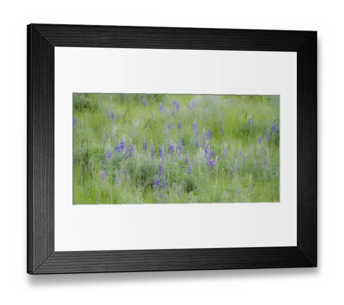Framed Print : USA, Washington State, Colfax. Palouse field of grass and lupine Framed Print : USA, Washington State, Colfax. Palouse field of grass and lupine