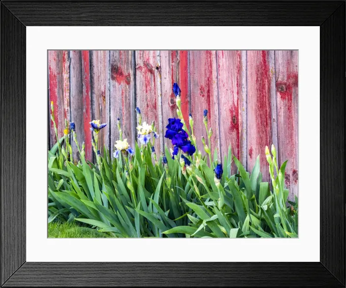 Framed Print : USA, Washington State, Kamiak Butte, Palouse. Bearded Iris along side a wooden barn