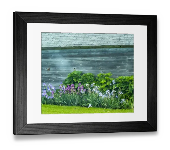 Framed Print : USA, Washington State, Kamiak Butte, Palouse. Bearded Iris along side a wooden barn