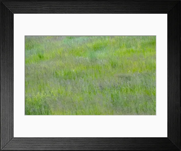 Framed Print : USA, Washington State, Palouse, Eastern Washington. Green grass field Framed Print : USA, Washington State, Palouse, Eastern Washington. Green grass field