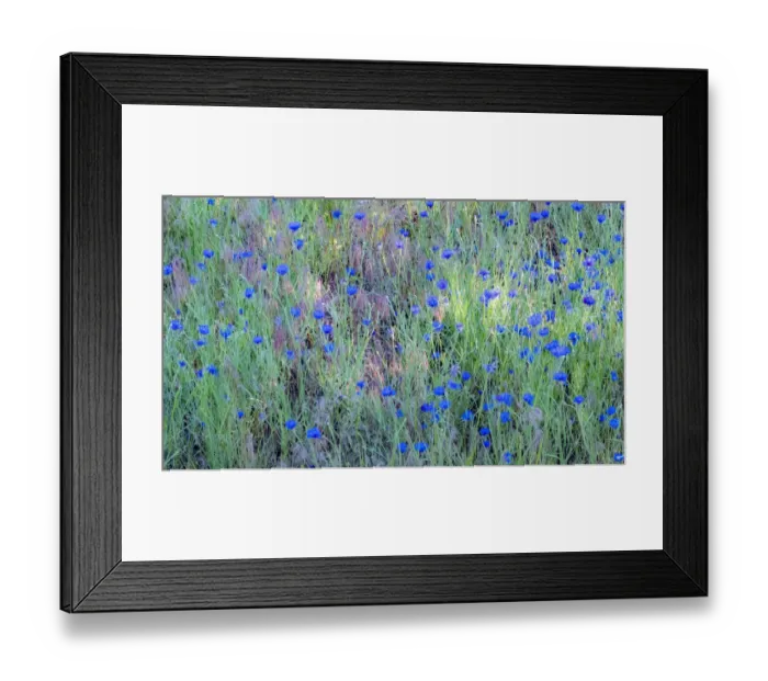 Framed Print : USA, Washington State, Palouse and field of blue bachelor buttons flowering