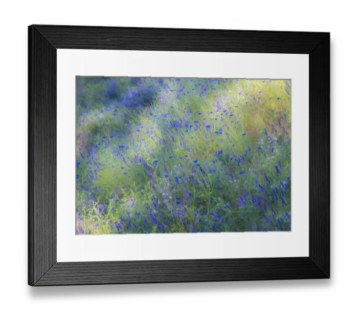 Framed Print : USA, Washington State, Palouse and field of blue bachelor buttons flowering Framed Print : USA, Washington State, Palouse and field of blue bachelor buttons flowering