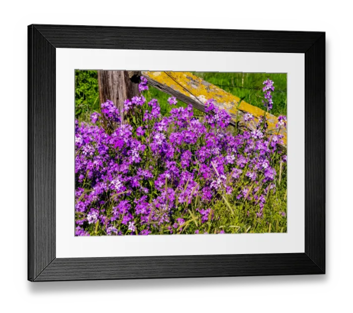 Framed Print : USA, Washington State, Palouse. Lichen covered fence post surrounded by dollar plant flowers Framed Print : USA, Washington State, Palouse. Lichen covered fence post surrounded by dollar plant flowers