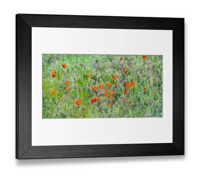 Framed Print : USA, Washington State, Palouse and field of red poppies Framed Print : USA, Washington State, Palouse and field of red poppies