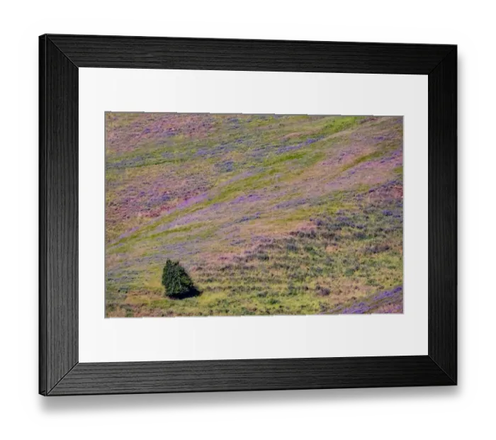 Framed Print : USA, Washington State, Palouse with hillside of vetch