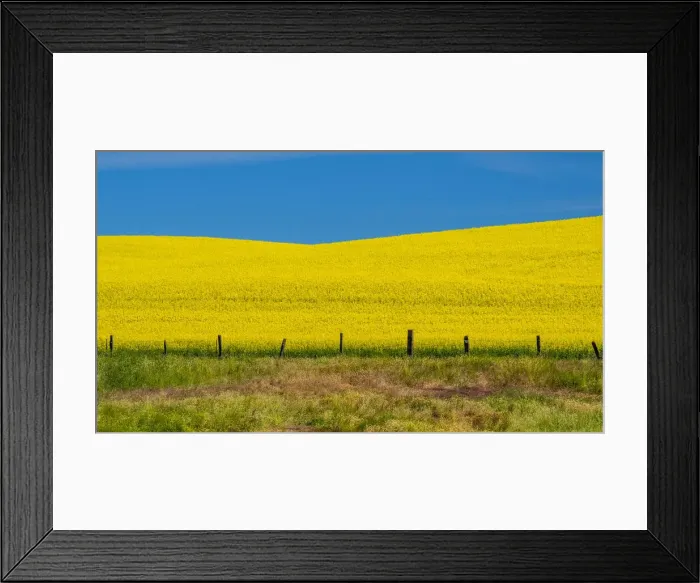 Framed Print : USA, Washington State, Palouse and springtime crop of Canola Framed Print : USA, Washington State, Palouse and springtime crop of Canola