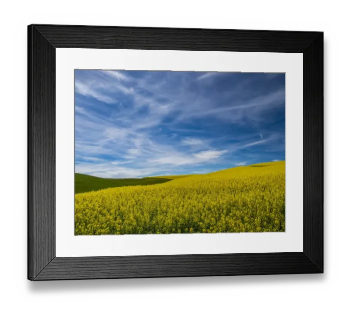 Framed Print : USA, Washington State, Palouse and springtime crop of Canola Framed Print : USA, Washington State, Palouse and springtime crop of Canola