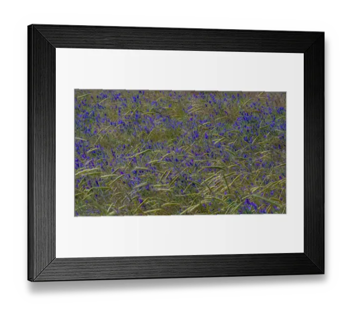 Framed Print : USA, Washington State, Benge. Purple vetch in field