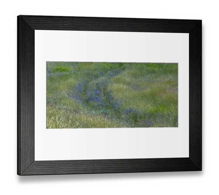 Framed Print : USA, Washington State, Benge. Purple vetch in field Framed Print : USA, Washington State, Benge. Purple vetch in field