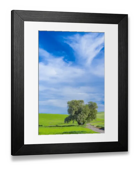 Framed Print : USA, Washington State, Palouse with wheat fields and lone Cottonwood tree Framed Print : USA, Washington State, Palouse with wheat fields and lone Cottonwood tree
