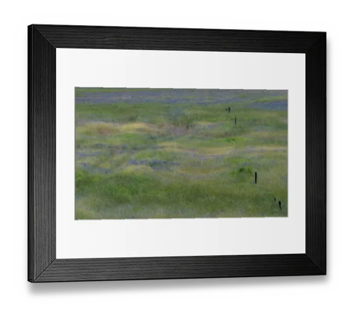 Framed Print : USA, Washington State, Benge. Purple vetch in field Framed Print : USA, Washington State, Benge. Purple vetch in field