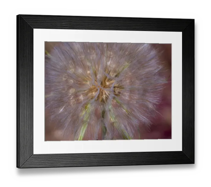 Framed Print : USA, Washington State, Eastern Washington fluffy seed head of Salsify dandelion Framed Print : USA, Washington State, Eastern Washington fluffy seed head of Salsify dandelion
