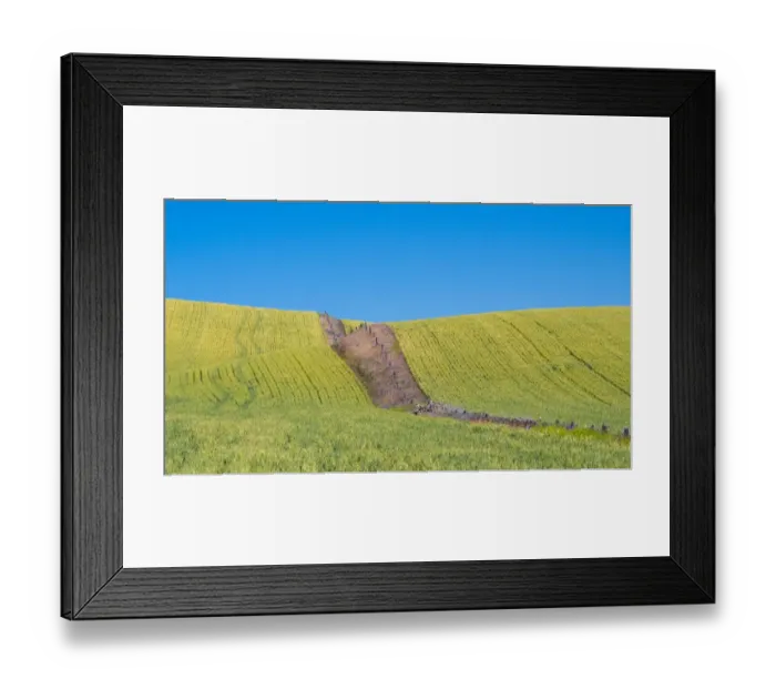 Framed Print : USA, Washington State, Winona winter wheat with fence line running through middle of field Framed Print : USA, Washington State, Winona winter wheat with fence line running through middle of field