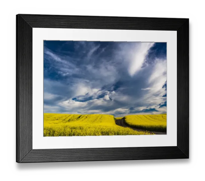 Framed Print : USA, Washington State, Palouse canola fields in yellow with dirt road