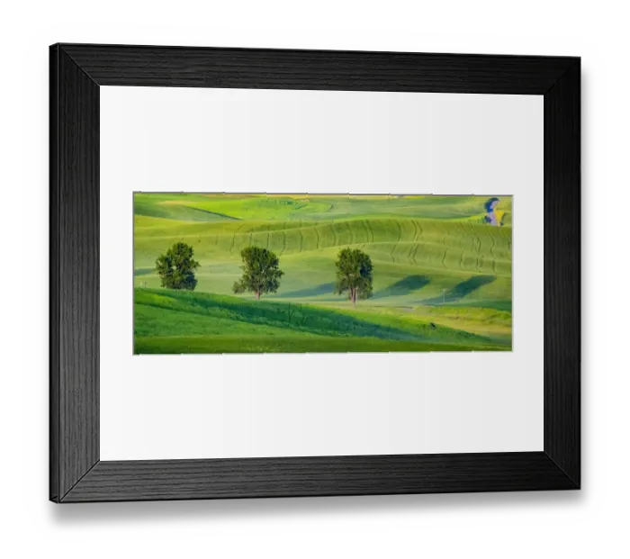 Framed Print : USA, Washington State, Palouse with three cottonwoods in field of green Winter Wheat Framed Print : USA, Washington State, Palouse with three cottonwoods in field of green Winter Wheat