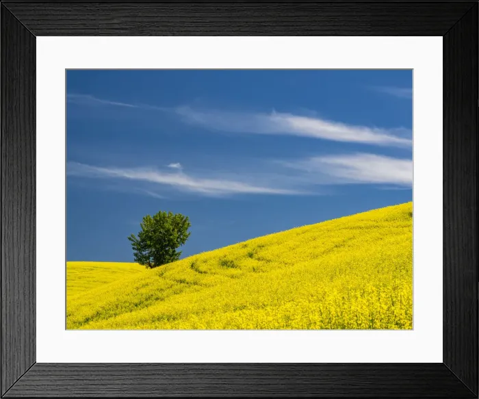 Framed Print : USA, Washington State, Palouse canola field with lone tree near Colfax Framed Print : USA, Washington State, Palouse canola field with lone tree near Colfax