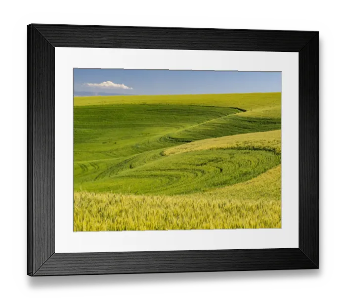 Framed Print : USA, Washington State, Palouse canola field with near Colfax Framed Print : USA, Washington State, Palouse canola field with near Colfax