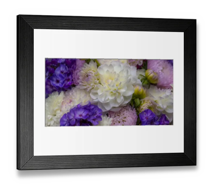 Framed Print : USA, Washington State, Pacific Northwest Sammamish Dahlia flowers in bloom Framed Print : USA, Washington State, Pacific Northwest Sammamish Dahlia flowers in bloom