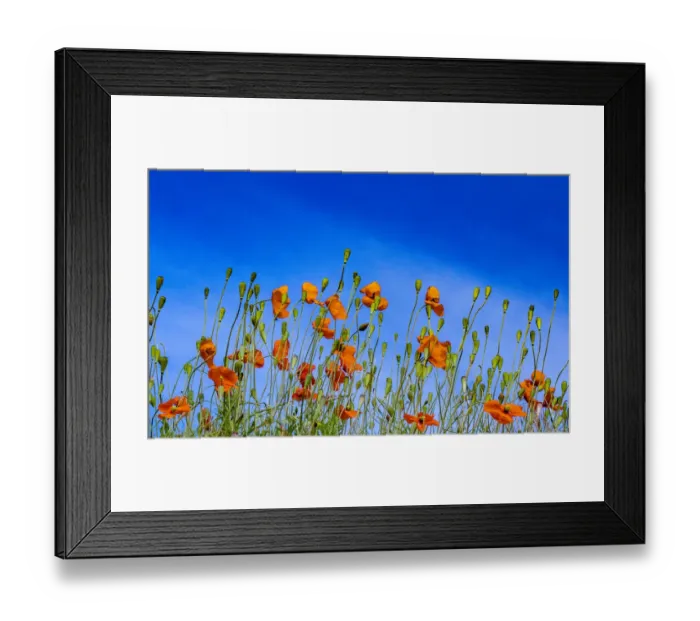 Framed Print : USA, Washington State, Palouse and field of red poppies Framed Print : USA, Washington State, Palouse and field of red poppies