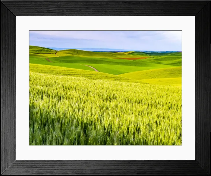 Framed Print : USA, Washington State, Palouse overview of wheat fields from above Framed Print : USA, Washington State, Palouse overview of wheat fields from above