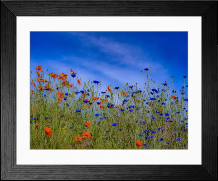 Framed Print : USA, Washington State, Palouse springtime with red poppies and bachelor buttons Framed Print : USA, Washington State, Palouse springtime with red poppies and bachelor buttons