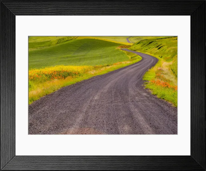 Framed Print : USA, Washington State, Palouse with gravel curved road edged with Poppies and Yellow Canola and wheat fields Framed Print : USA, Washington State, Palouse with gravel curved road edged with Poppies and Yellow Canola and wheat fields