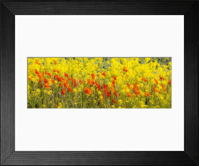 Framed Print : USA, Washington State, Palouse red poppies and yellow canola Framed Print : USA, Washington State, Palouse red poppies and yellow canola