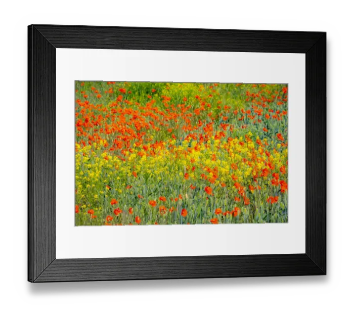 Framed Print : USA, Washington State, Palouse red poppies and yellow canola Framed Print : USA, Washington State, Palouse red poppies and yellow canola