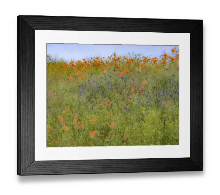 Framed Print : USA, Washington State, Palouse springtime with red poppies and bachelor buttons Framed Print : USA, Washington State, Palouse springtime with red poppies and bachelor buttons