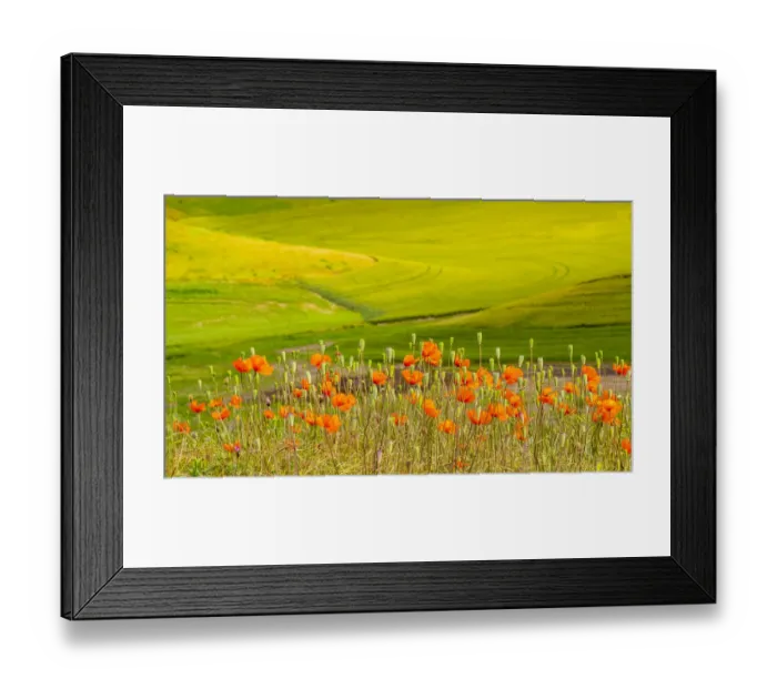 Framed Print : USA, Washington State, Palouse red poppies and yellow canola with landscape of wheat fields Framed Print : USA, Washington State, Palouse red poppies and yellow canola with landscape of wheat fields