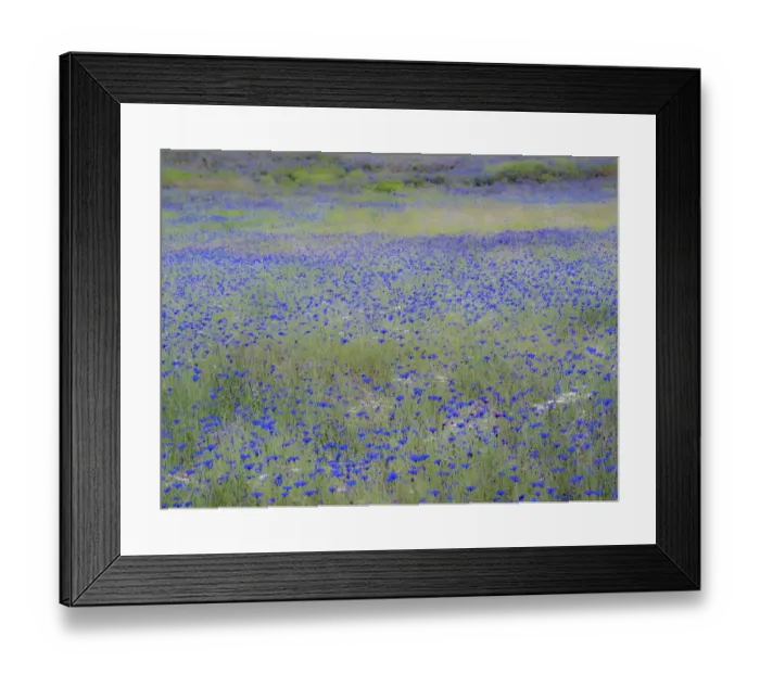 Framed Print : USA, Washington State, Palouse blue bachelor buttons in large field near Winona