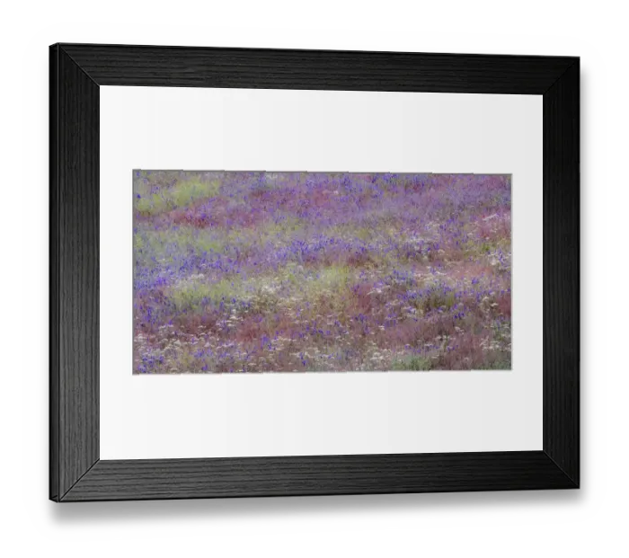 Framed Print : USA, Washington State, Palouse vetch growing along road near Winona Framed Print : USA, Washington State, Palouse vetch growing along road near Winona
