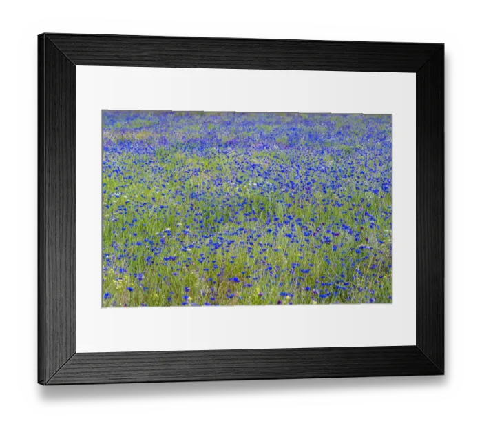 Framed Print : USA, Washington State, Palouse blue bachelor buttons in large field near Winona Framed Print : USA, Washington State, Palouse blue bachelor buttons in large field near Winona